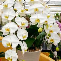 胡蝶蘭,白い花,ピンクの花,今日の花,ホームセンターの画像