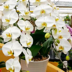 胡蝶蘭,白い花,ピンクの花,今日の花,ホームセンターの画像