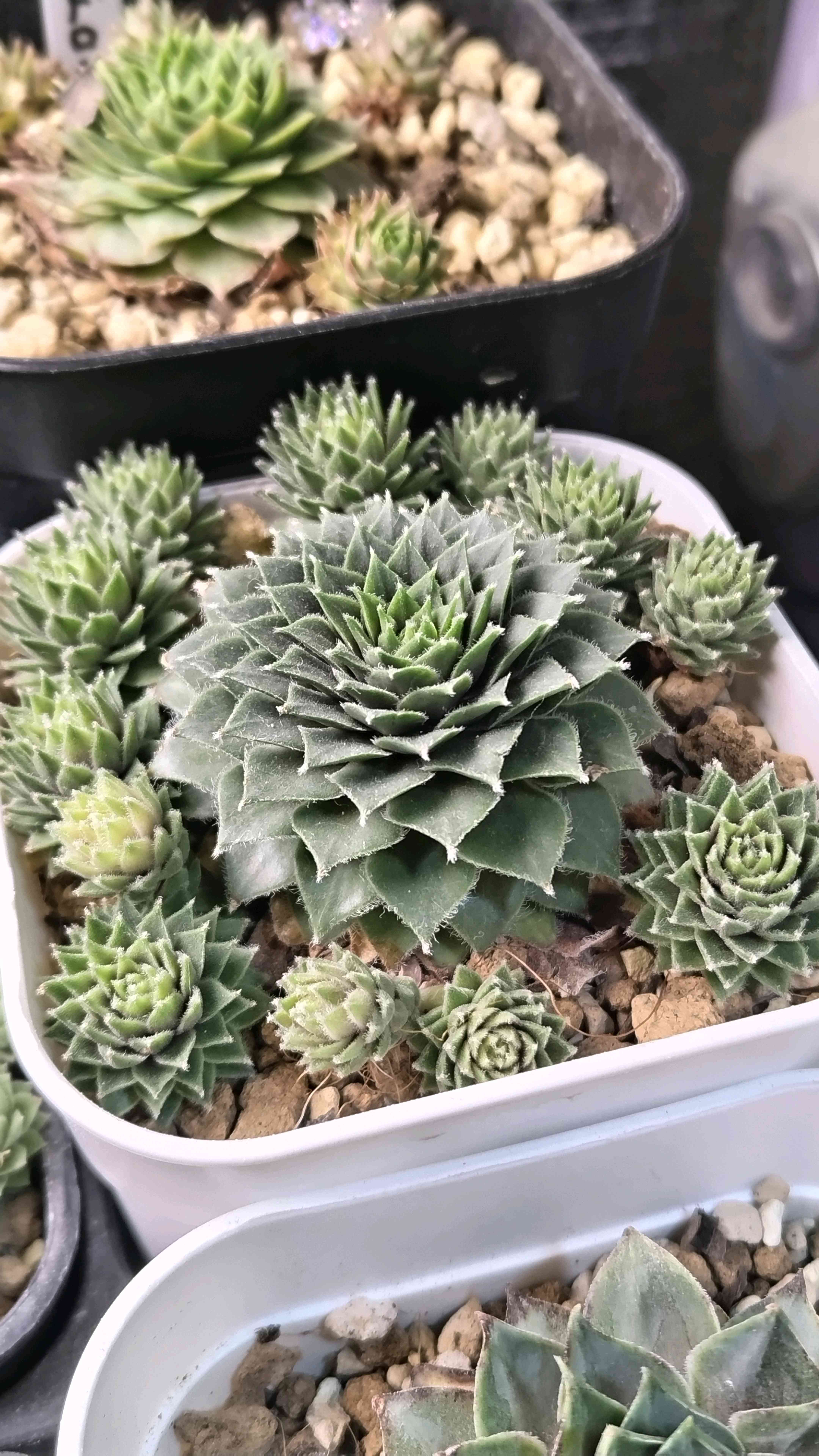 センペルビウム　サンドロップ センペルビウム サンドロップの一覧｜🍀GreenSnap（グリーンスナップ）