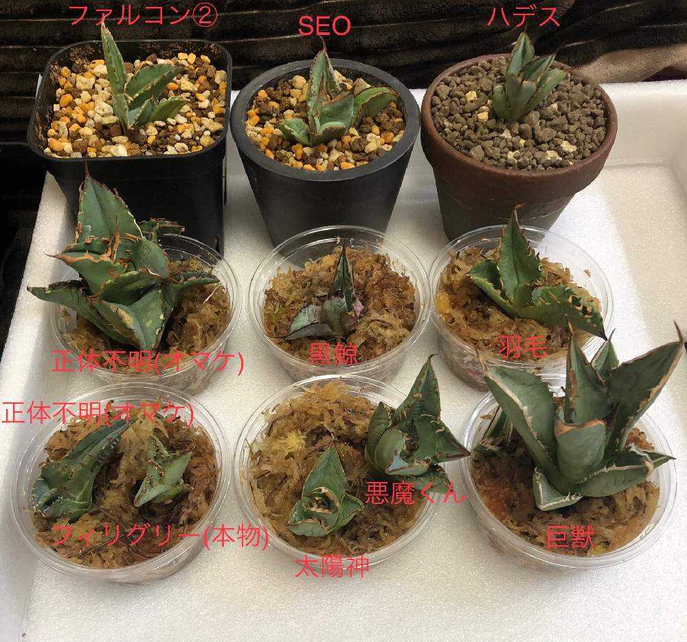 アガベ まとめて出品欲しいものコメント下さい メルカリでアガベを購入