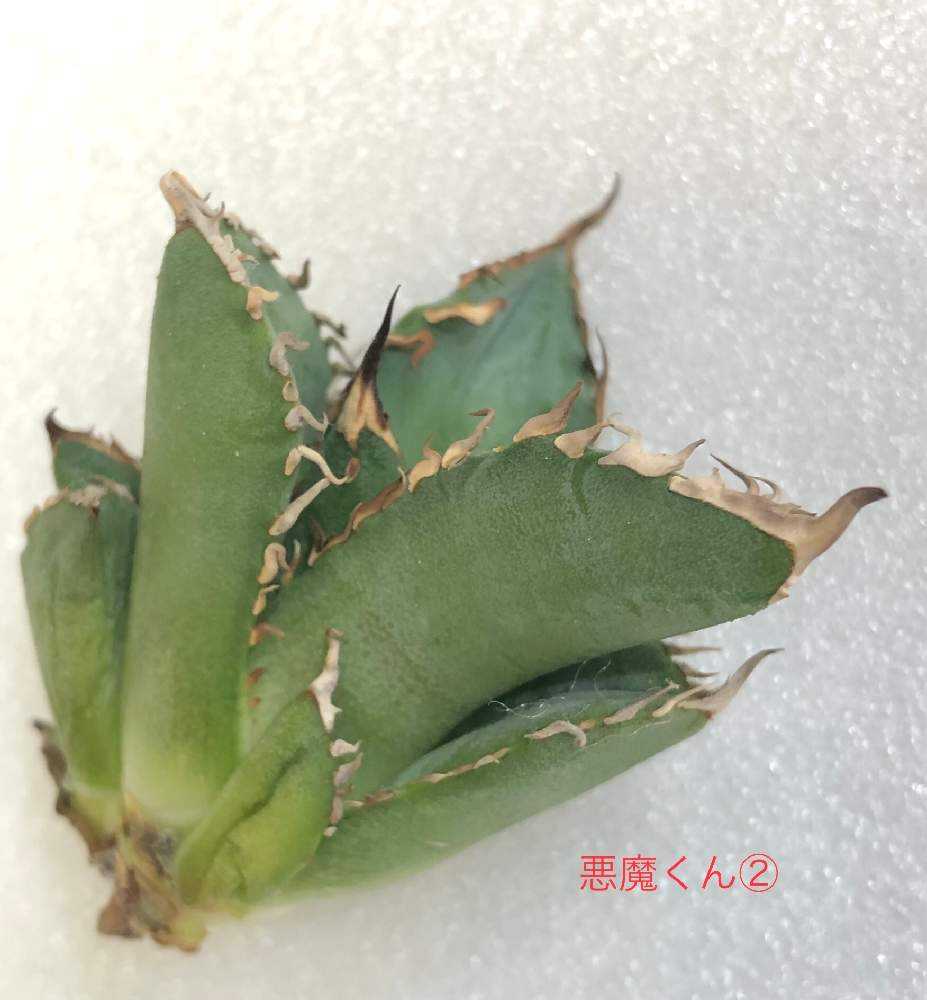 闇アガベ成長記録①｜🍀GreenSnap（グリーンスナップ）