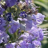 セイヨウニンジンボク,花壇,ガーデニング,庭木,山野草の画像