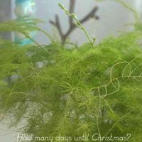 アスパラガス・プルモーサス・ナナス,アスパラガス,アスパラガス ナナス,観葉植物,新芽の画像