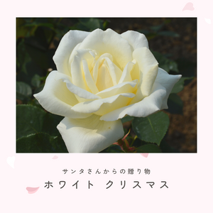 象牙色,バラ　ホワイト クリスマス,バラ 鉢植え,白いバラ,京成バラ園芸の画像