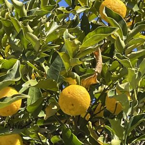 ツワブキ,マンリョウ,柚子,イチョウ,黄色い花の画像