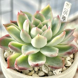 成長記録 桜子,ミックスベリア015 桜子,神奈川タニラー,多肉男子,おらいさん苗の画像