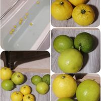 ライム,柚子　風呂,スィート レモン,花 柚子,地植えの画像