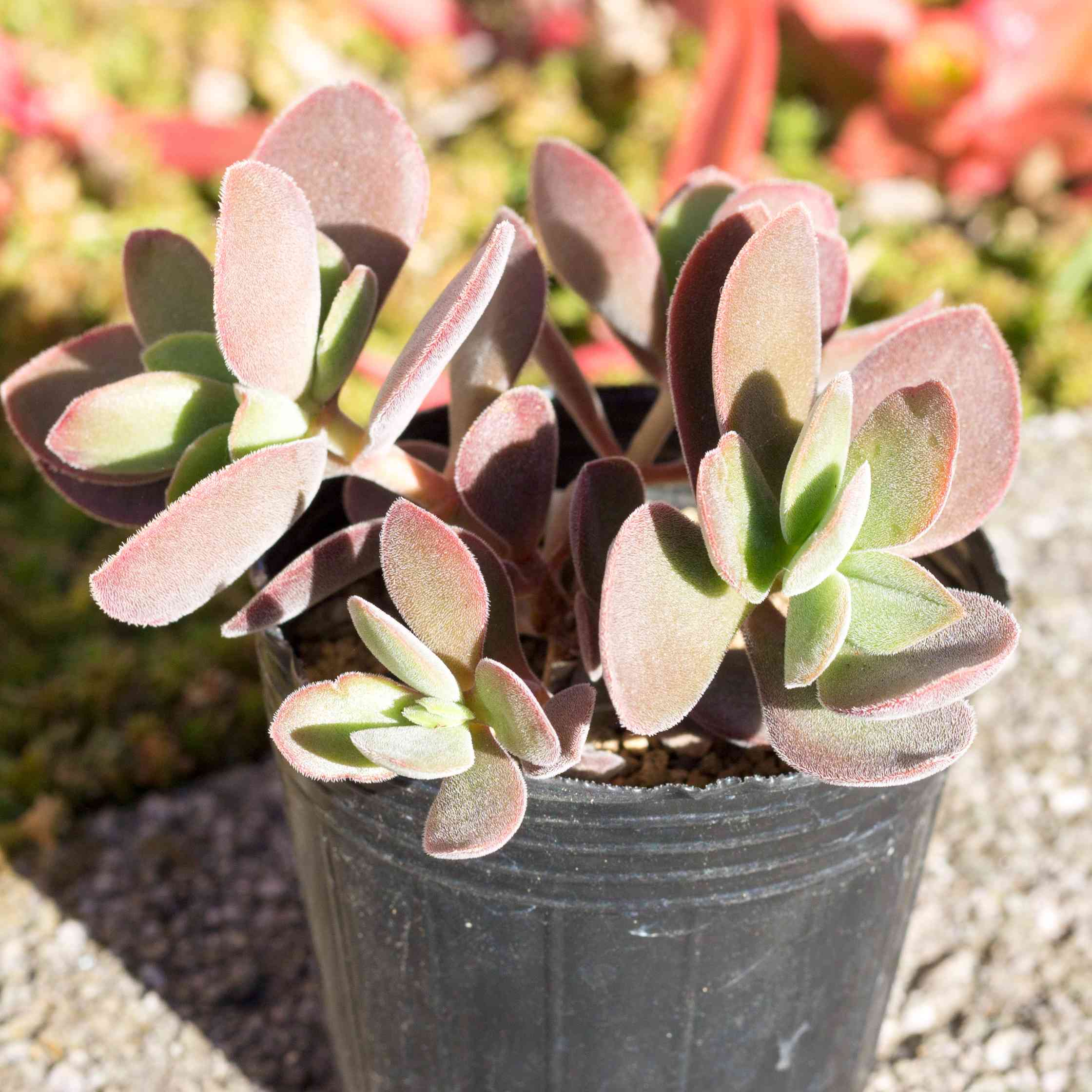 ワテルメイエリー　クラッスラ クラッスラ ワテルメイエリー Crassula atropurpurea var