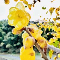 ロウバイ,透明感,ほのかな香り,ロウバイ科,幸せの黄色い花の画像