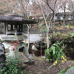 ツワブキ,ナンテン,京都,庭園,大山崎山荘美術館の画像