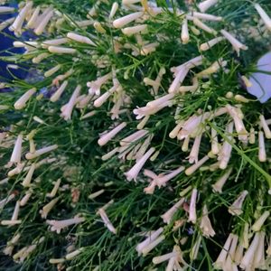 ハナチョウジ,オーストラリア,白い花,クリスマスツリー,チーム福岡の画像