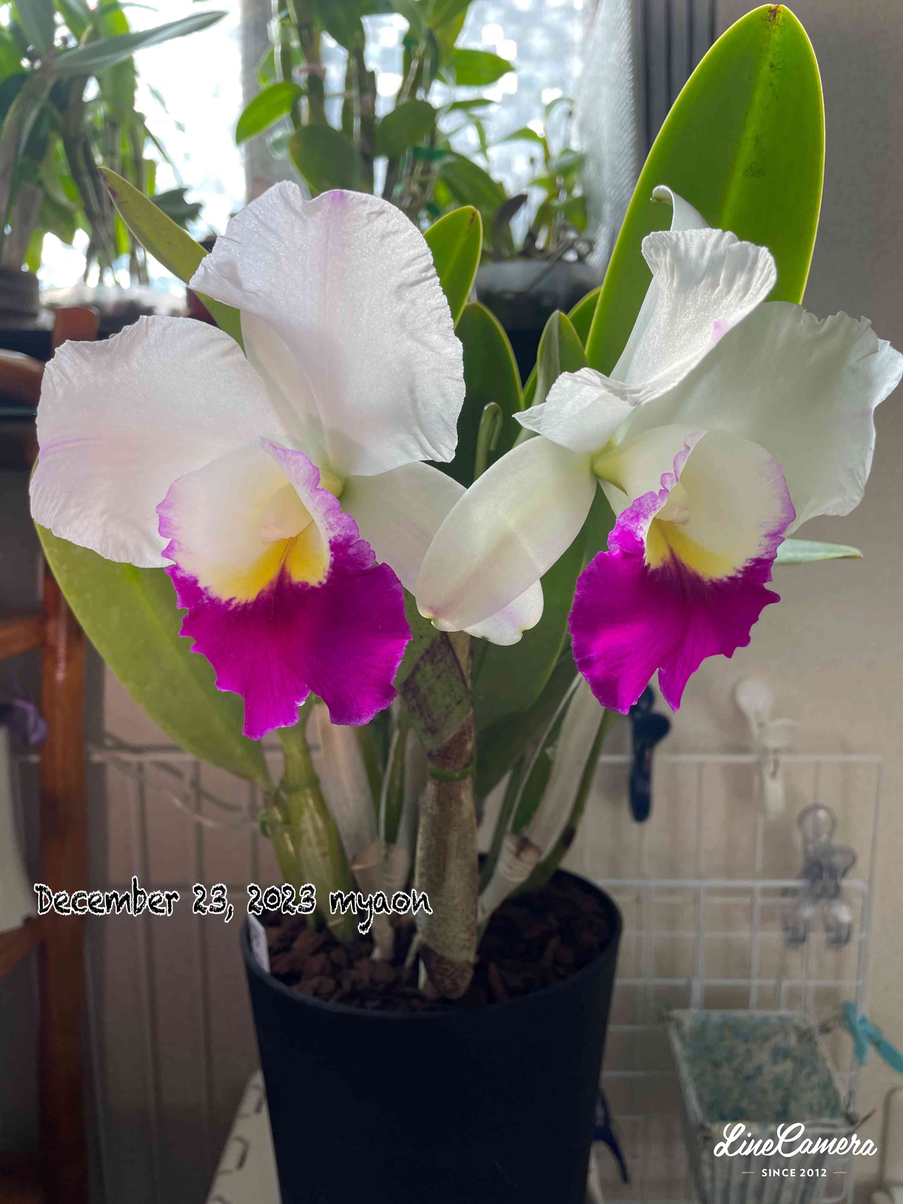 カトレアの投稿画像 by myaonさん｜orchidと花のある暮らしとにやにや