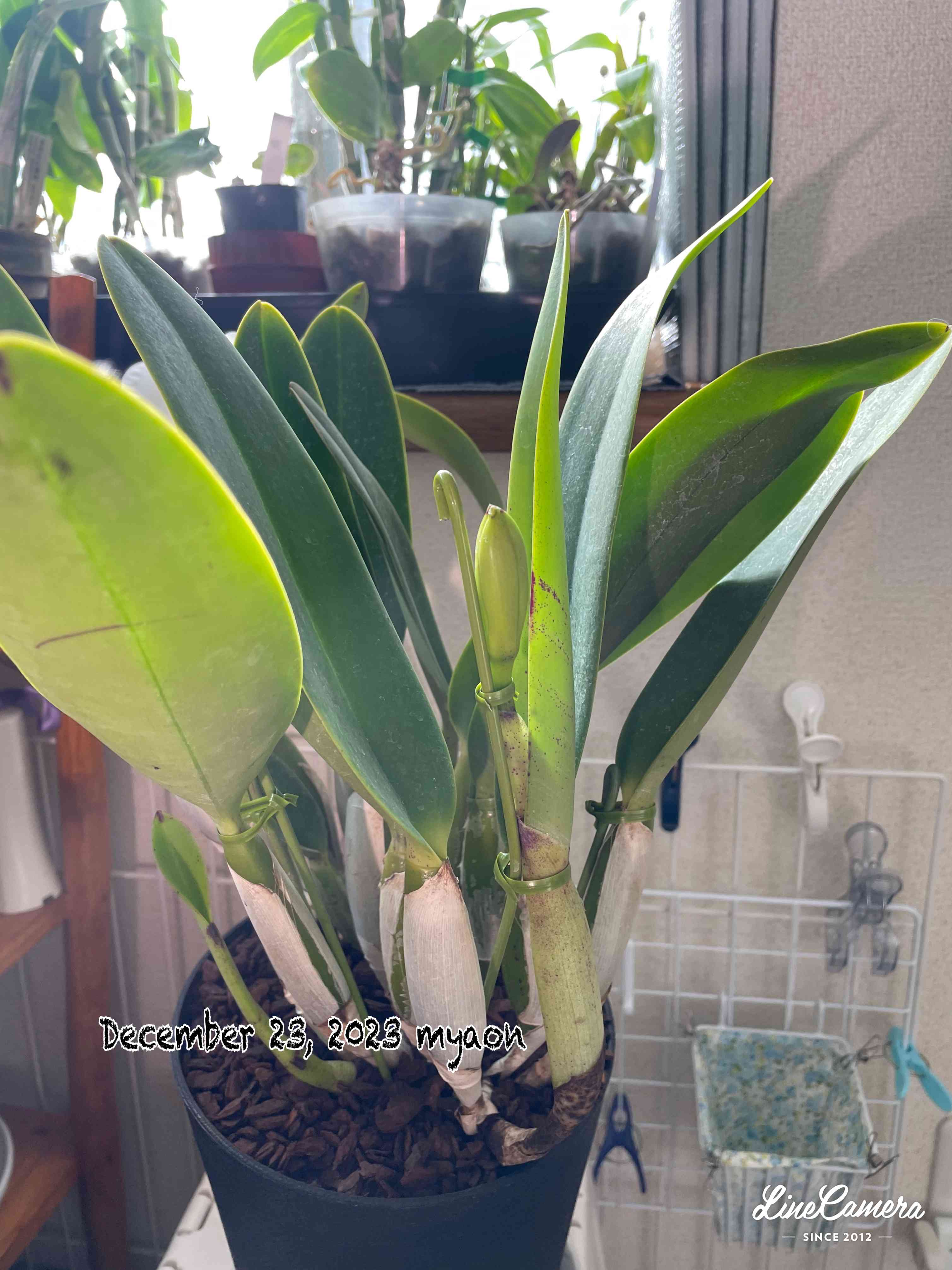 カトレアの投稿画像 by myaonさん｜orchidと花のある暮らしとにやにや