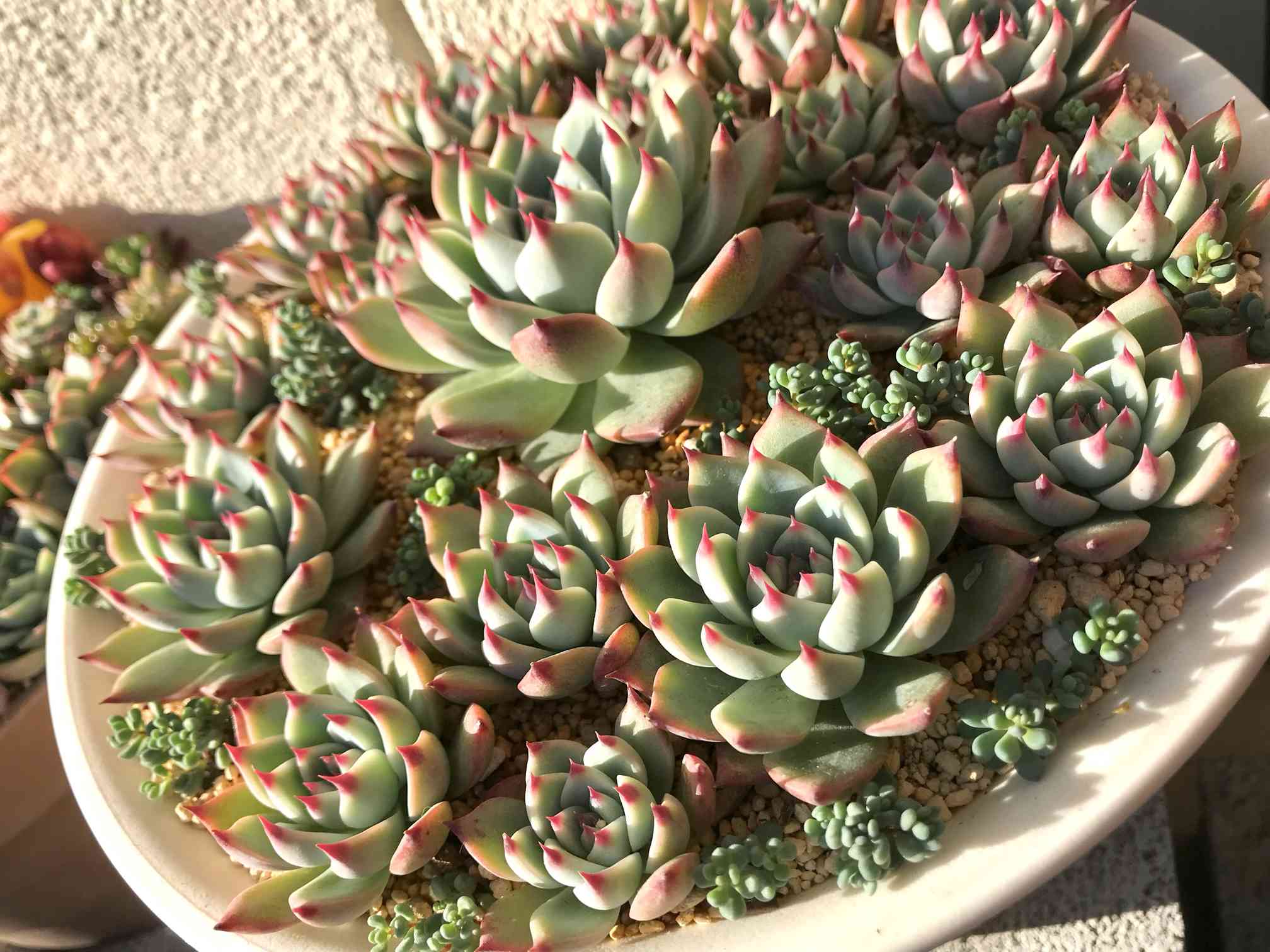 か*ん様 エケベリア 15種類まとめ売り 多肉 桃太郎 トマト姫