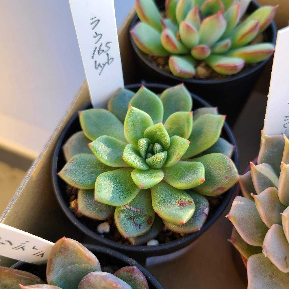 その他多肉植物 Natural 多肉植物工房 花安 | 色とりどりの多肉各種、入荷しました✨️5