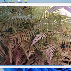 タカワラビ,キンモウコウ,ジオ・ゴールデン・ボバイン,観葉植物,植え替えの画像