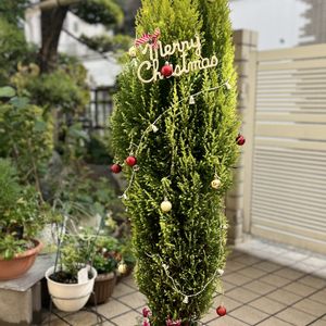 ヒノキ,クリスマスツリー,庭の画像
