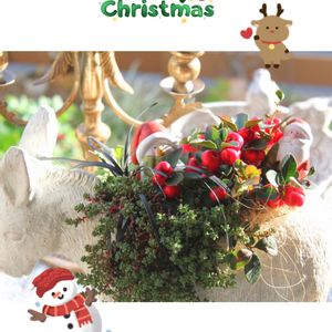チェッカーベリー,クリスマス,ナチュラルガーデン,花のある暮らし,プリザーブド フラワーの画像