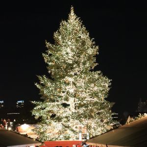 クリスマスツリー,季節を楽しむ,ミラーレス一眼の画像