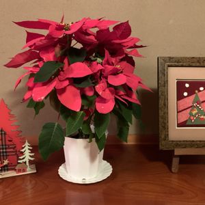 ポインセチア,友達からのプレゼント,クリスマスツリー,今日のお花,お菓子の家の画像
