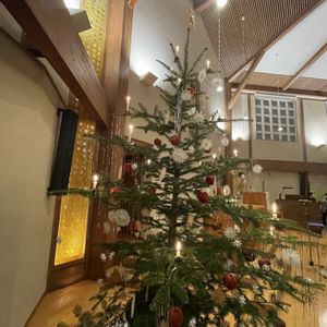 クリスマスツリー,ナナちゃん,タロとジロの画像