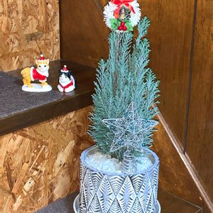 ローソンヒノキ,コニファー・エルウッズエンパイア,庭木,クリスマスツリーの画像