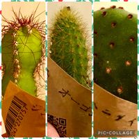 ヒヤシンス,アロマティカス,神代柱,紅太鼓,ノスタルジーの画像