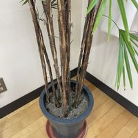 棕櫚竹(シュロチク)の画像