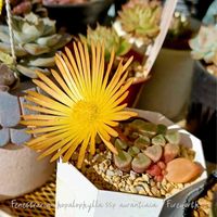 フェネストラリア,ベビートウ,フェネストリア ベビートゥ,朱鈴玉,朱鈴玉の画像