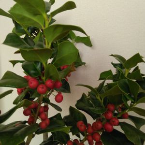 セイヨウヒイラギ,クリスマスホーリー,クリスマスツリー,GSに感謝。,植物観察の画像