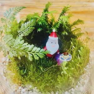 クリスマス,シダ植物,苔テラリウム,苔 (コケ),札幌の画像