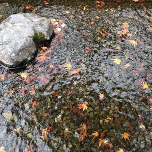 モミジ,京都,庭園,大山崎山荘美術館,お出かけ先の画像