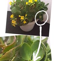 カランコエ,カランコエ,カランコエ,自分らしくね,健康は宝の画像