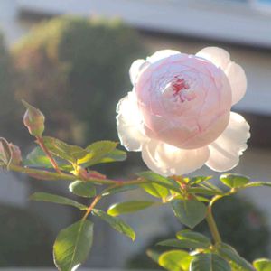 散歩,庭園,花いろいろ,ばら 薔薇 バラ,お出かけ先の画像