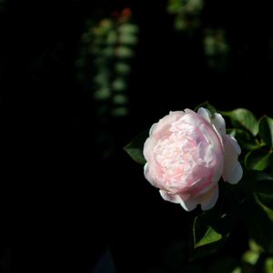 散歩,庭園,花いろいろ,ばら 薔薇 バラ,お出かけ先の画像