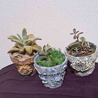 多肉,月兎耳,カランコエ属 月兎耳,ブラウンバニー,カランコエ属・ブラウンバニーの画像