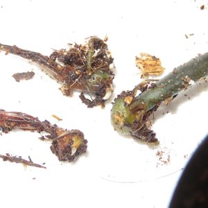 ザミオクルカス,ザミオクルカス・レイヴン,観葉植物,インテリアグリーン,珍奇植物の画像