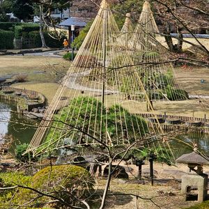 庭園,雪吊り,深呼吸,空が高いの画像