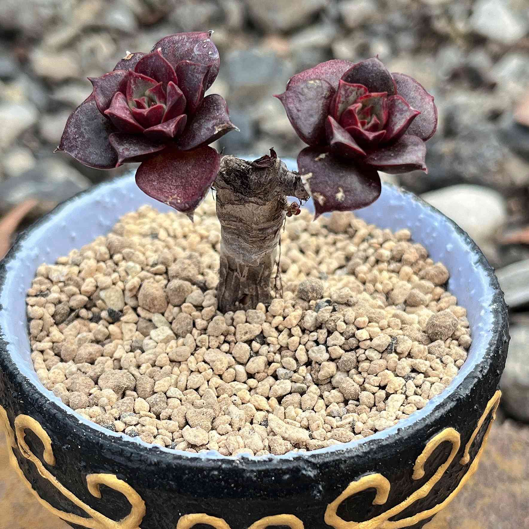 多肉植物 40度を超す灼熱のお庭の多肉棚 | ブログ版Olive&SucculentGarden