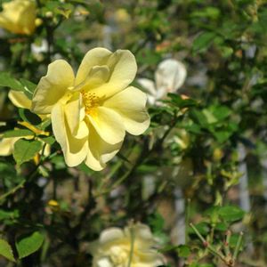 散歩,庭園,花いろいろ,ばら 薔薇 バラ,お出かけ先の画像