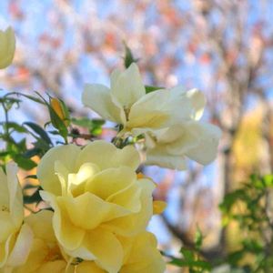 散歩,庭園,花いろいろ,ばら 薔薇 バラ,お出かけ先の画像