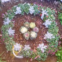 アジュガ,アジュガ,アリッサム,シマトネリコ,葉牡丹の画像