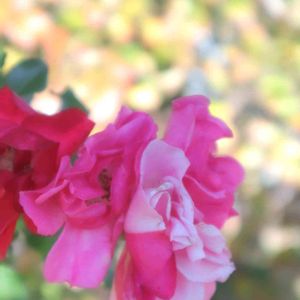 散歩,庭園,花いろいろ,ばら 薔薇 バラ,お出かけ先の画像