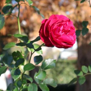 散歩,庭園,花いろいろ,ばら 薔薇 バラ,お出かけ先の画像