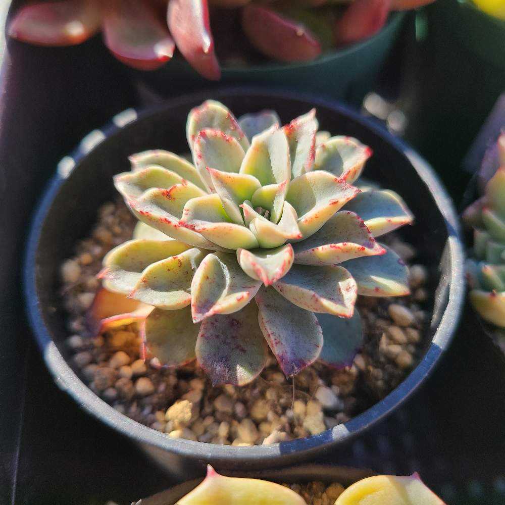 ファンタスティックファウンテンの成長記録✨✨｜🍀GreenSnap