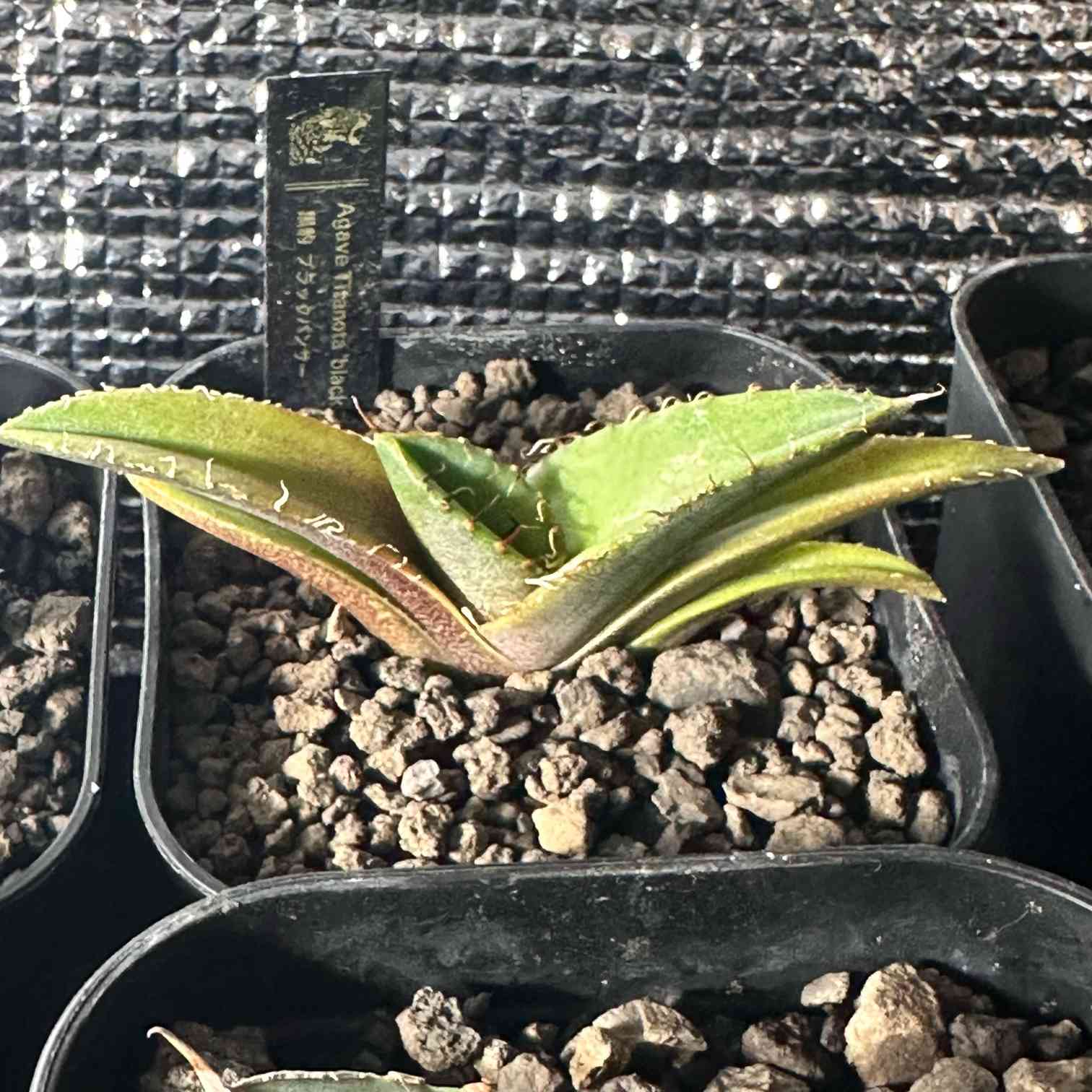 チタノタ ブラックパンサー｜🍀GreenSnap（グリーンスナップ）