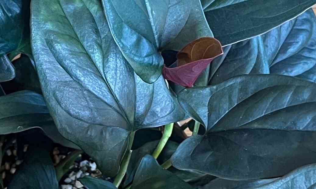 うちのシンゴニウムその1 まとめ｜🍀GreenSnap（グリーンスナップ）
