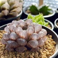 オブツーサ,紫オブツーサ,コモモ錦,コモモ錦,ハオルチア ラモサの画像