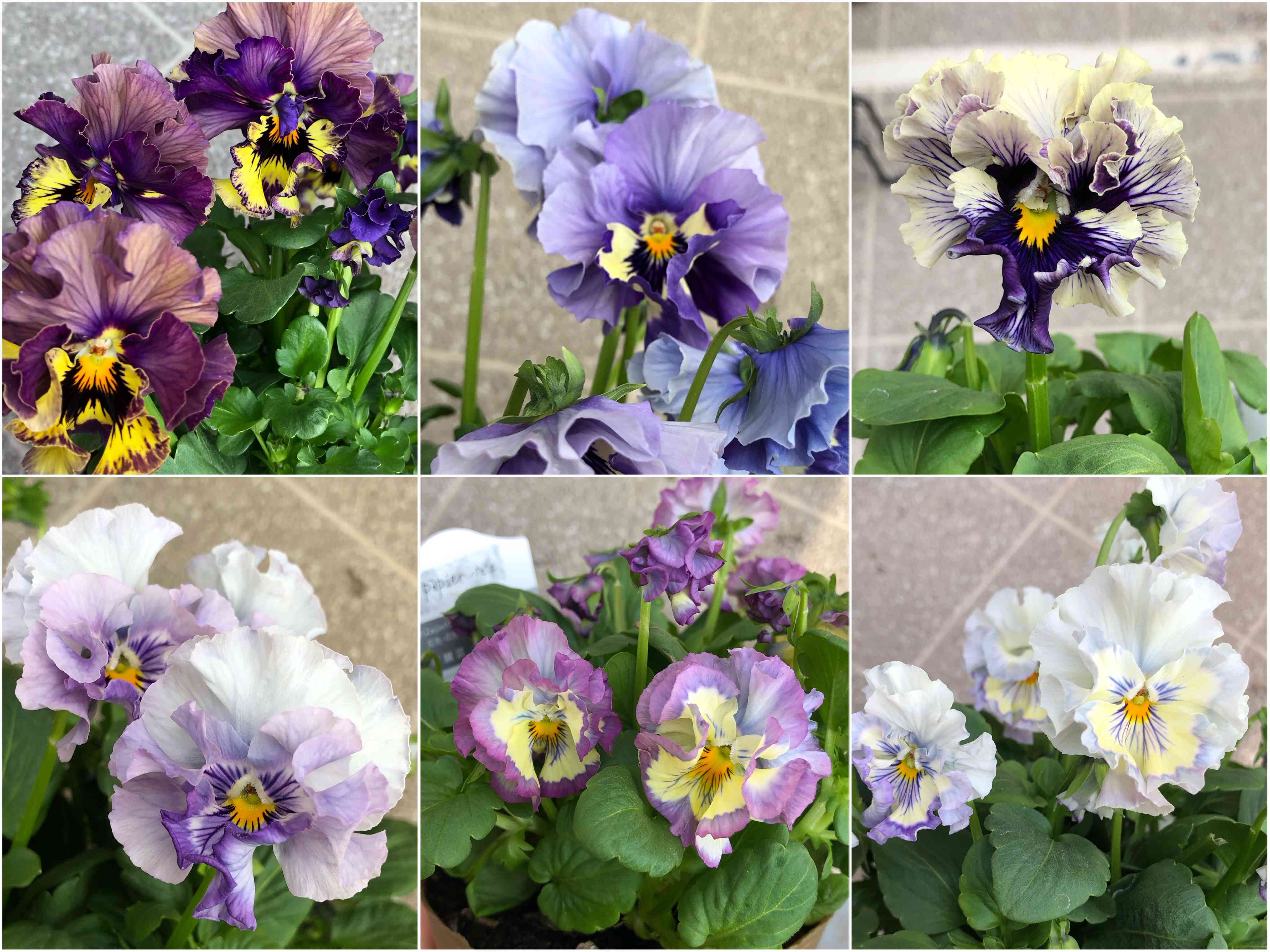 パンジー・ビオラの投稿画像 by 緑のおばさんさん｜バルコニー