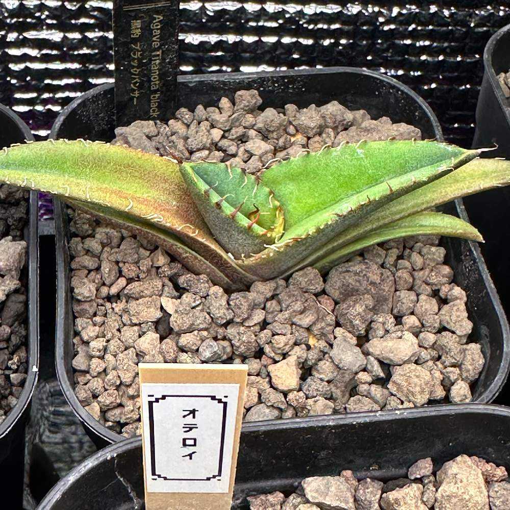 アガベ agave titanota チタノタ『ブラックパンサー 黒豹